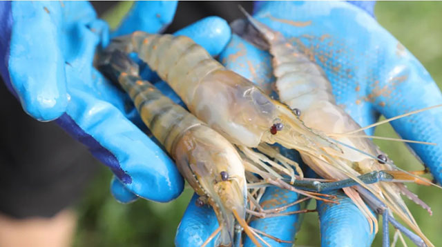 合江秋天的第一茬虾,来了!(图2) 2.jpg