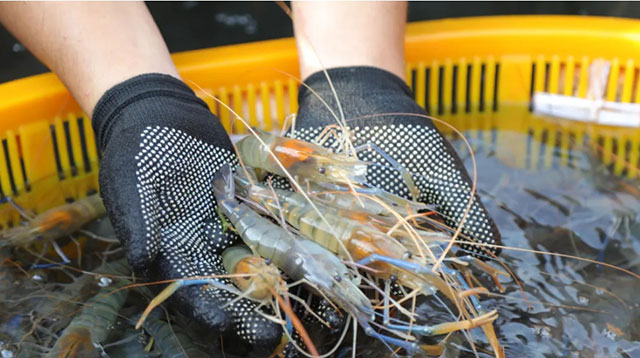 合江秋天的第一茬虾,来了!(图4) 4.jpg