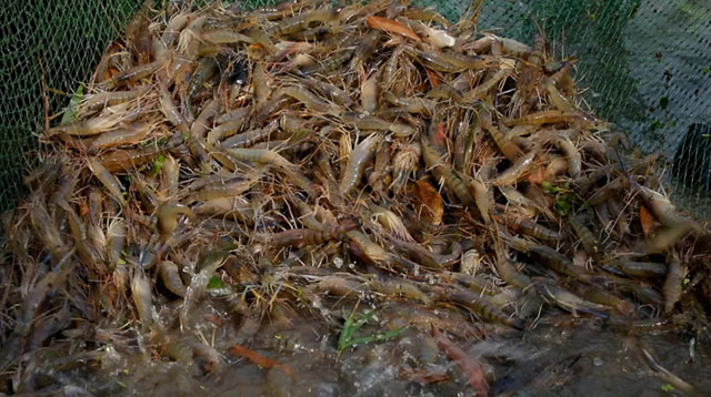 合江秋天的第一茬虾,来了!(图7) 7.jpg