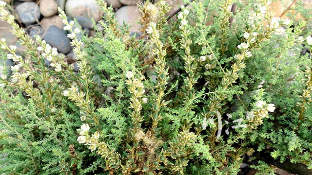 国家二级重点保护动植物+3，泸州境内如何保护？