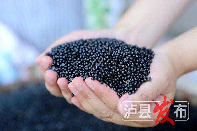 麻麻麻!泸县这个花椒籽枕头好安逸——(图4) 4.jpg