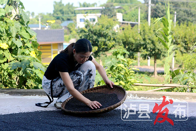 麻麻麻!泸县这个花椒籽枕头好安逸——(图5) 5.jpg