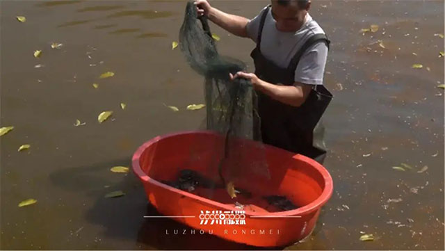 又是一年吃蟹时,泸州本地养殖的大闸蟹上市了(图1) 1.jpg