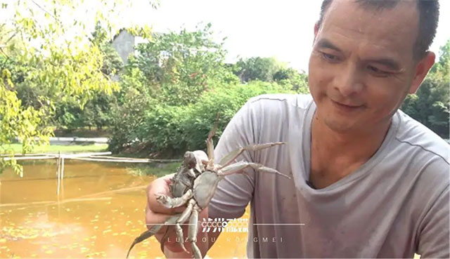 又是一年吃蟹时,泸州本地养殖的大闸蟹上市了(图2) 2.jpg