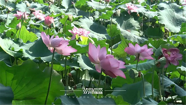 又是一年吃蟹时,泸州本地养殖的大闸蟹上市了(图3) 3.jpg