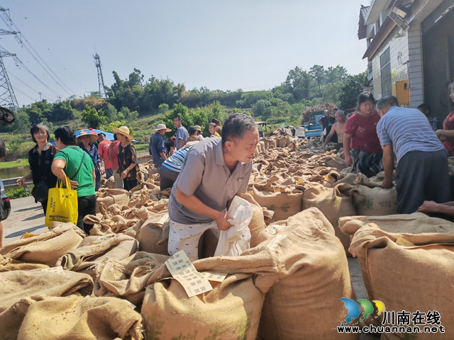 泸县海潮镇有机红高粱映红致富路(图1) 等待出售的红高高粱(曾佐然摄).jpg