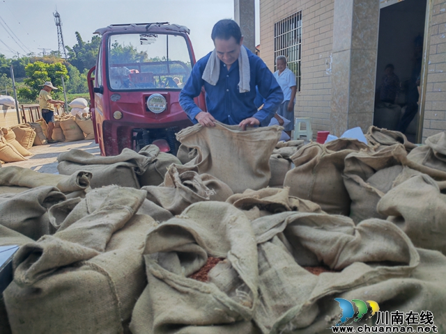 泸县海潮镇有机红高粱映红致富路(图2) 等待出售的红高粱(曾佐然摄).jpg