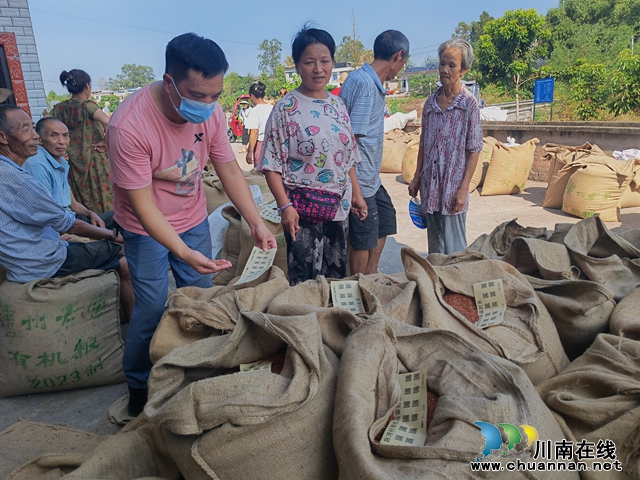 泸县海潮镇有机红高粱映红致富路(图3) 检查高粱品质(曾佐然摄).jpg