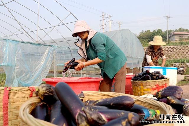 5 务工群众正在清洗采摘下的茄子，准备送完市场。.JPG