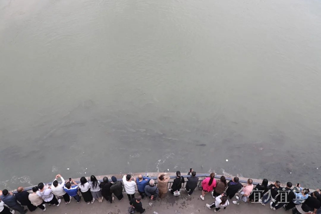 长江鱼群再现宜宾三江口(图2) 微信图片_20241010103444.jpg