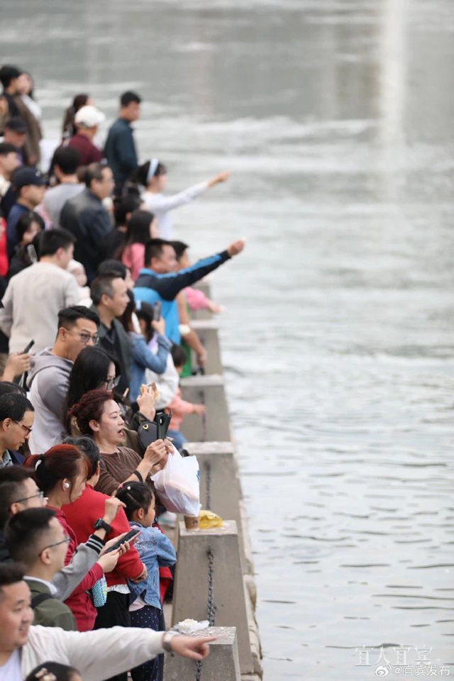 长江鱼群再现宜宾三江口(图10) 微信图片_20241010103522.jpg