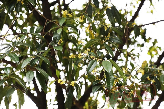 开了!“小黄”和“小粉”都开了!请收下这姗姗来迟的江阳浪漫(图1) 微信图片_20241011094425.jpg