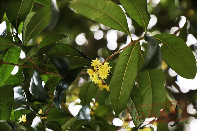 开了!“小黄”和“小粉”都开了!请收下这姗姗来迟的江阳浪漫(图2) 微信图片_20241011094429.jpg