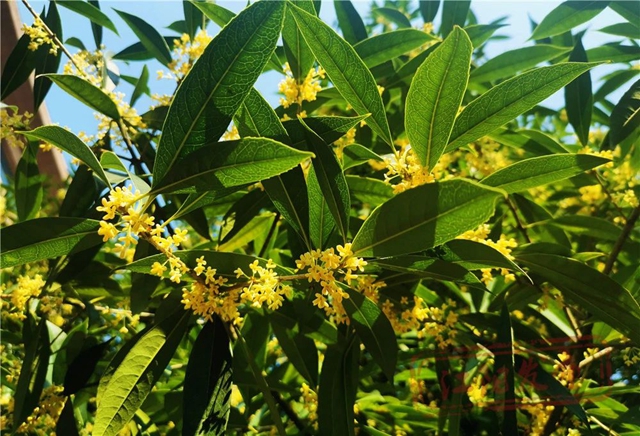 开了!“小黄”和“小粉”都开了!请收下这姗姗来迟的江阳浪漫(图4) 微信图片_20241011094438.jpg