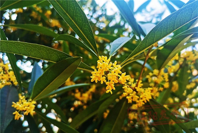 开了!“小黄”和“小粉”都开了!请收下这姗姗来迟的江阳浪漫(图5) 微信图片_20241011094441.jpg