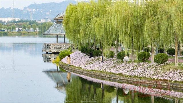 开了!“小黄”和“小粉”都开了!请收下这姗姗来迟的江阳浪漫(图7) 微信图片_20241011094453.jpg