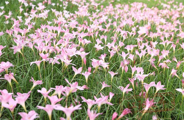 开了!“小黄”和“小粉”都开了!请收下这姗姗来迟的江阳浪漫(图8) 微信图片_20241011094457.jpg