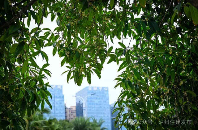 迟到了一季的她,已悄然绽放……(图3) 微信图片_20241011095729.jpg