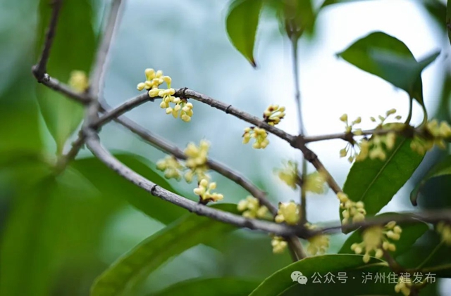 迟到了一季的她,已悄然绽放……(图2) 微信图片_20241011095725.jpg