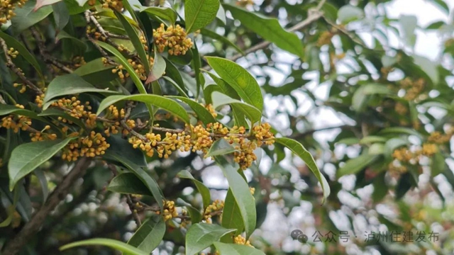 迟到了一季的她,已悄然绽放……(图4) 微信图片_20241011095733.jpg