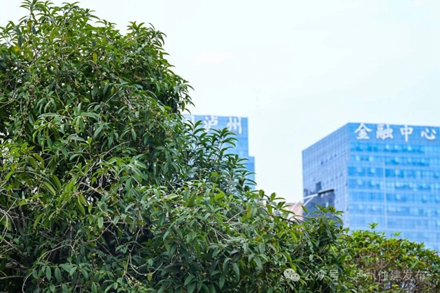 迟到了一季的她,已悄然绽放……(图5) 微信图片_20241011095739.jpg