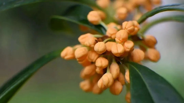 迟到了一季的她,已悄然绽放……(图6) 微信图片_20241011095743.jpg