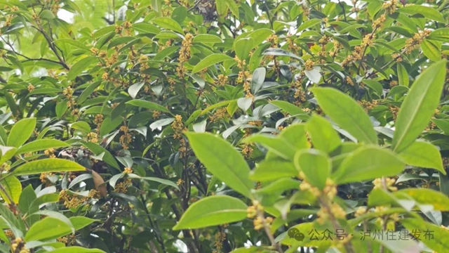 迟到了一季的她,已悄然绽放……(图7) 微信图片_20241011095747.jpg