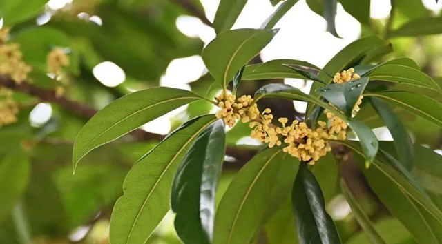 迟到了一季的她,已悄然绽放……(图8) 微信图片_20241011095750.jpg