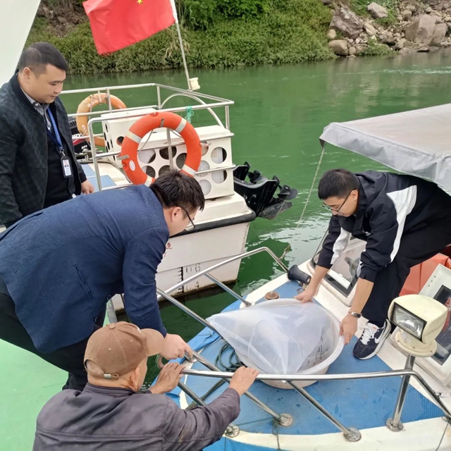 多方联手!1小时抢救“水中大熊猫”(图2) 鱼2.jpg