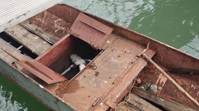 多方联手!1小时抢救“水中大熊猫”(图3) 鱼3.jpg