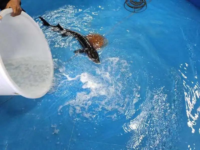 多方联手!1小时抢救“水中大熊猫”(图4) 鱼4.jpg