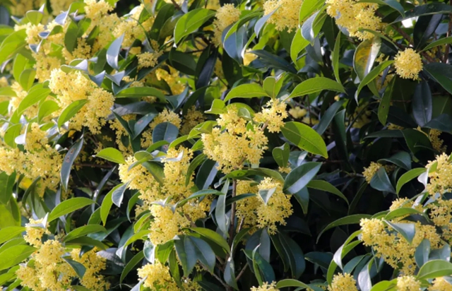 清香四溢 唯有桂花 | 快看 纳溪桂花开啦~属于秋天的浪漫来了(图1) 1.jpg