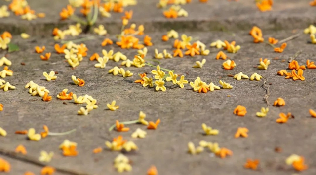 清香四溢 唯有桂花 | 快看 纳溪桂花开啦~属于秋天的浪漫来了(图2) 2.jpg