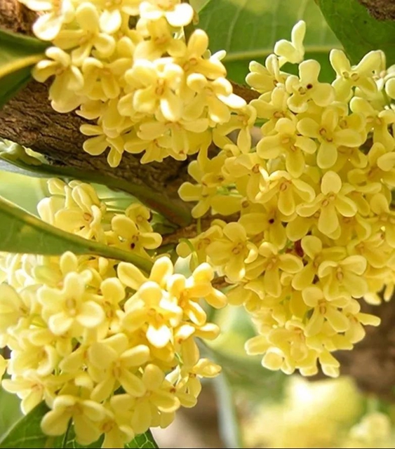 清香四溢 唯有桂花 | 快看 纳溪桂花开啦~属于秋天的浪漫来了(图4) 4.jpg