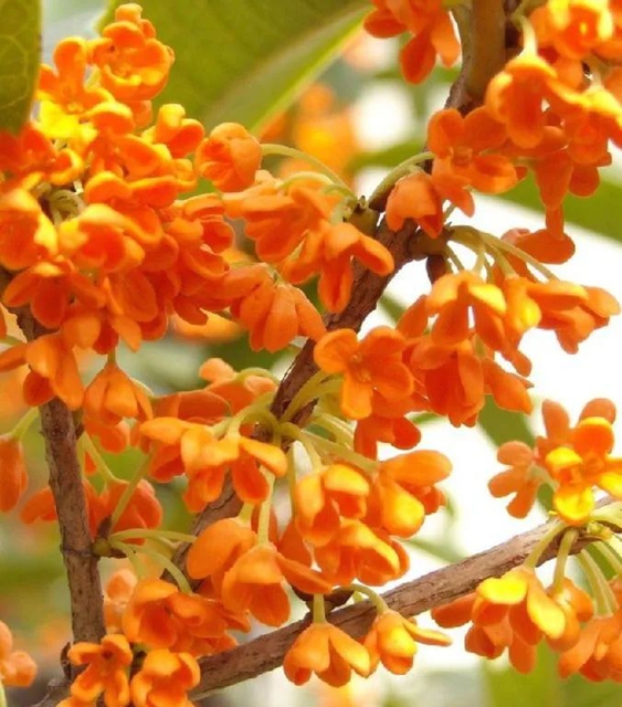 清香四溢 唯有桂花 | 快看 纳溪桂花开啦~属于秋天的浪漫来了(图3) 3.jpg