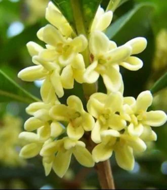 清香四溢 唯有桂花 | 快看 纳溪桂花开啦~属于秋天的浪漫来了(图6) 6.jpg