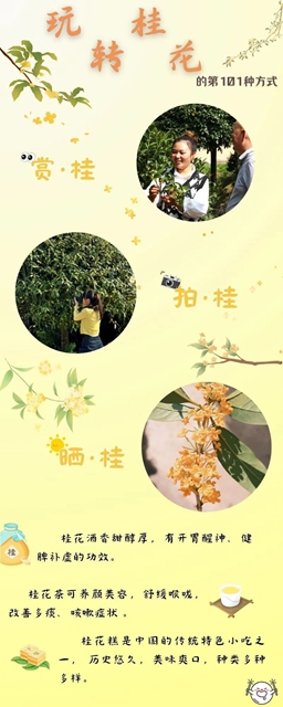 清香四溢 唯有桂花 | 快看 纳溪桂花开啦~属于秋天的浪漫来了(图8) 8.jpg