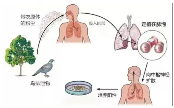 【注意】发烧高热，母女俩双双确诊！这些需注意……