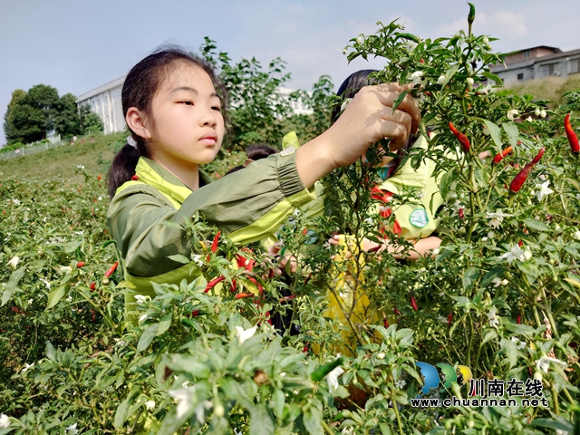 采摘现场 (3).jpg
