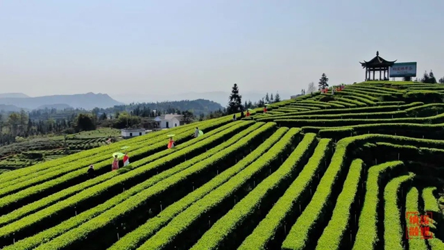 纳溪区护国镇梅岭村：以文明之美塑乡村之魂