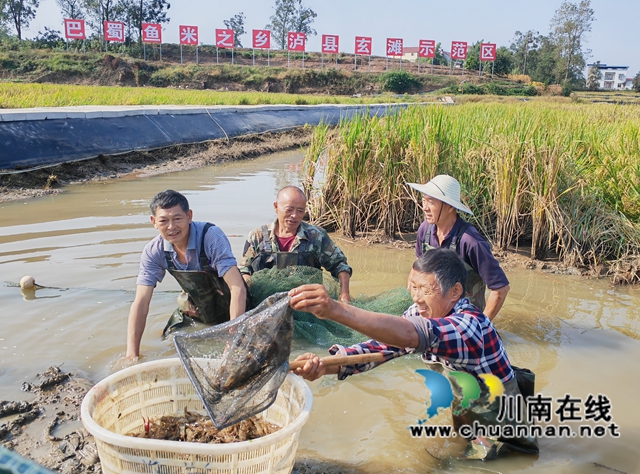 泸县：乡贤高大伦发展稻虾产业肋农增收