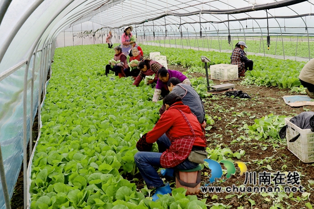 1在龙马潭区特兴街道安民村向隆家庭农场的蔬菜大棚内，村民们采摘小白菜。1-谢汶萍摄.JPG