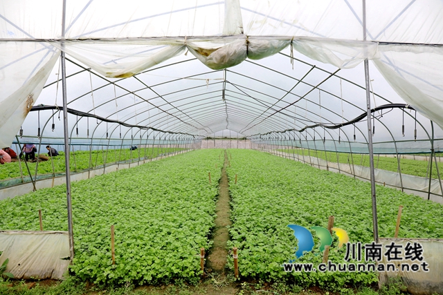 7.大棚内的芹菜苗长势喜人。.JPG