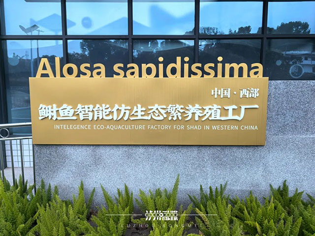 在泸州，一条鱼如何撬动千万产值？