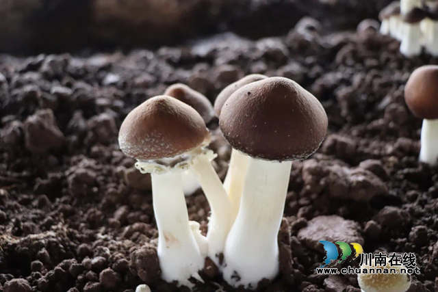 合江县尧坝镇:大力发展球盖菇种植 助力农民增收致富(图1) 菇.png