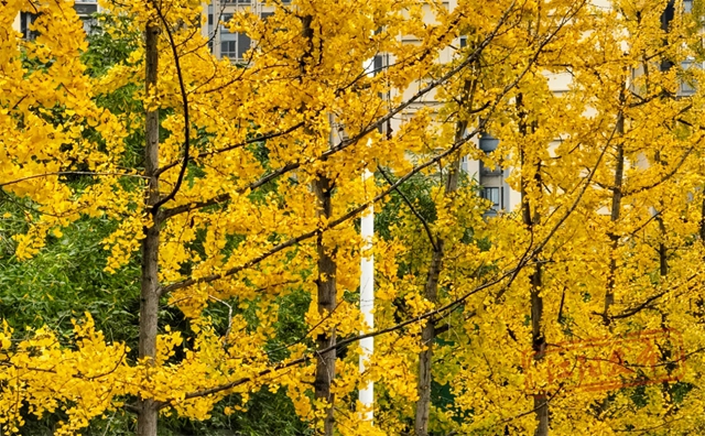 冬季泸州版“千里江山图”震撼来袭!(图14) 14.jpg