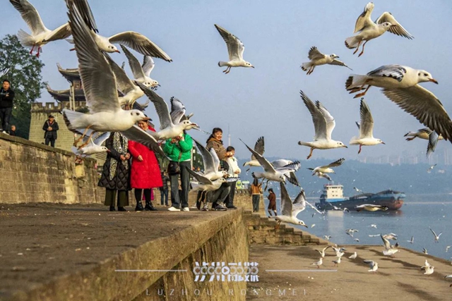 冬季泸州版“千里江山图”震撼来袭!(图17) 17.jpg