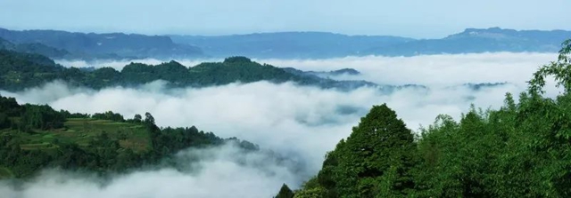 纳溪的冬笋，上市啦！
