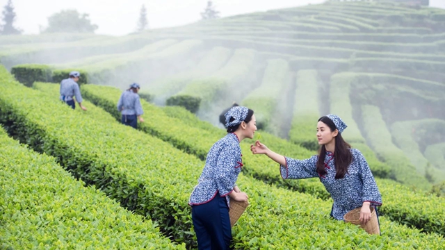 纳溪：茶旅融合促振兴 休闲农业助发展