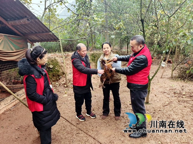 纳溪区普照村驻村工作队:“驻”进群众心坎,“帮”出满满幸福(图7) 图4:工作队到林中了解养殖情况.jpg